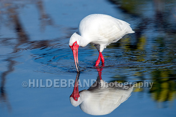 White Ibis