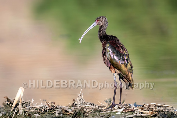 White-faced Ibis