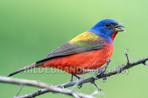 Painted bunting