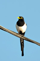 Yellow-billed Magpie