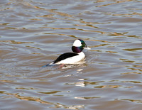 Bufflehead