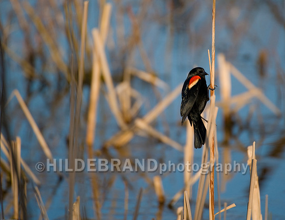 Red-Winged Blackbird