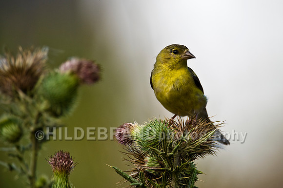 American Goldfinch - Female