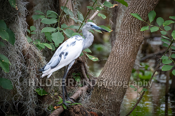 Little Blue Heron - Immature
