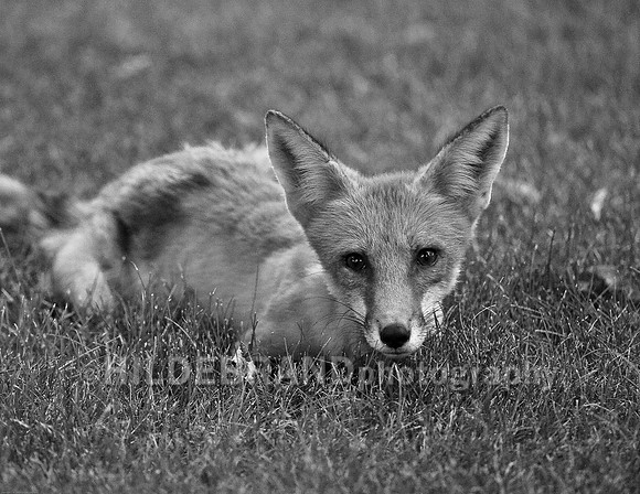 Neighborhood Red Fox