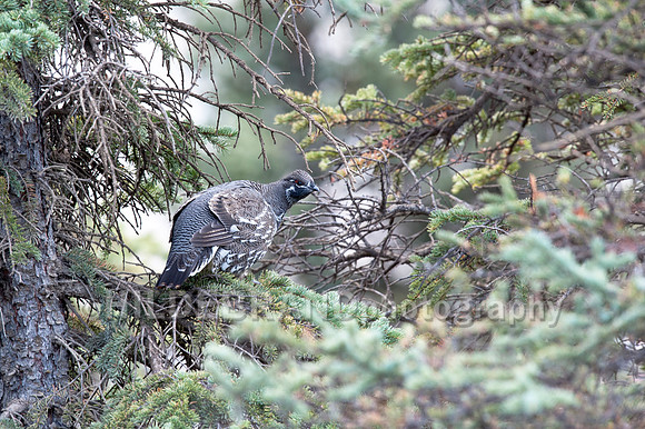 Spruce Grouse