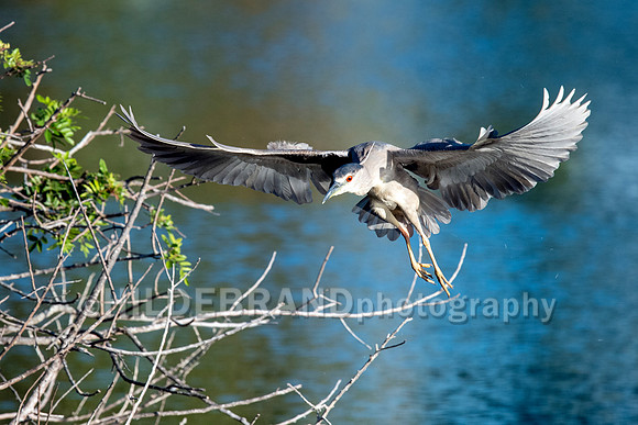 Black-crowned Night-Heron
