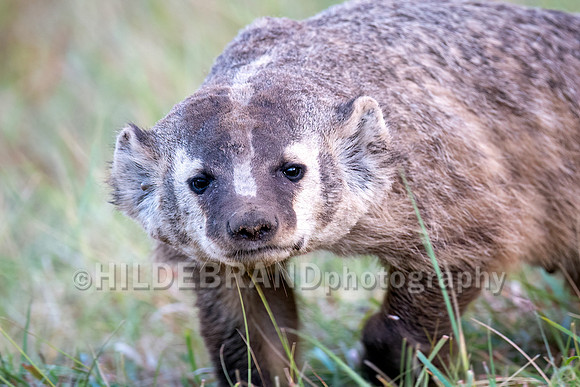 Badger