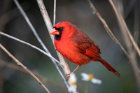 Northern Cardinal