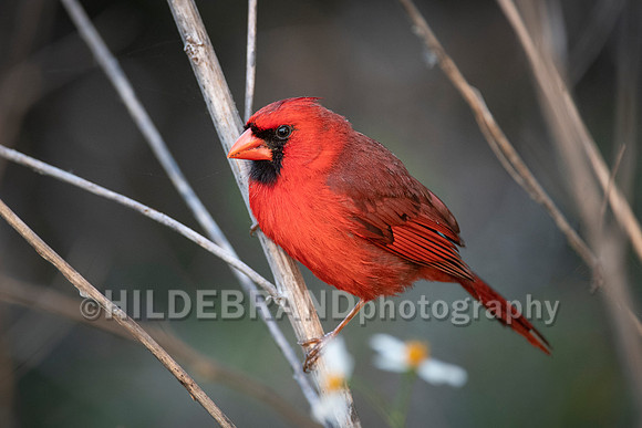Northern Cardinal
