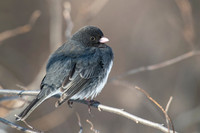 Dark-eyed Junco