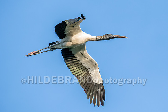 Wood Stork