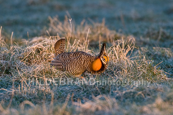 Greater Prairie Chicken