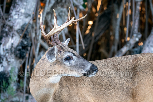 Key Deer
