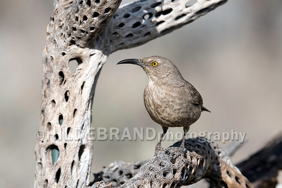 Curve-billed Thrasher