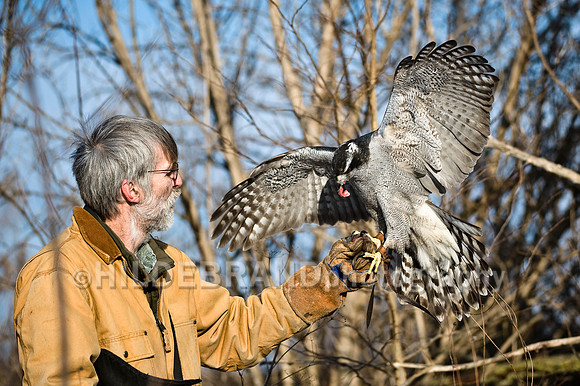Falconer Rewarding Goshawk