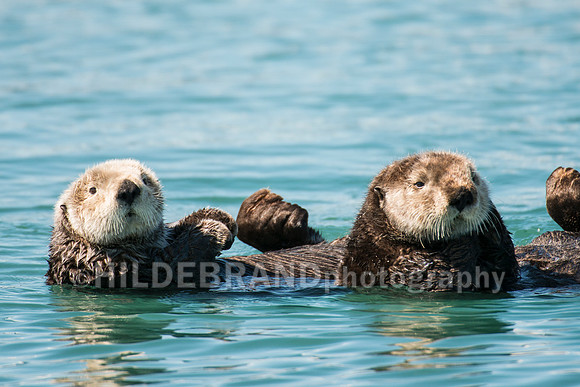 Sea Otter