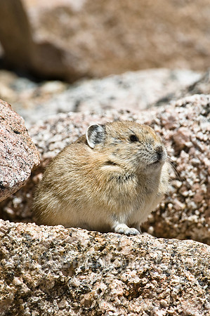 American Pika