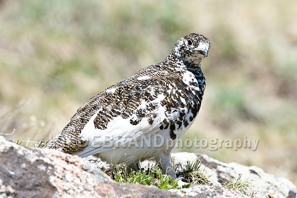 White-tailed Ptarmigan