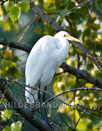 Great Egret