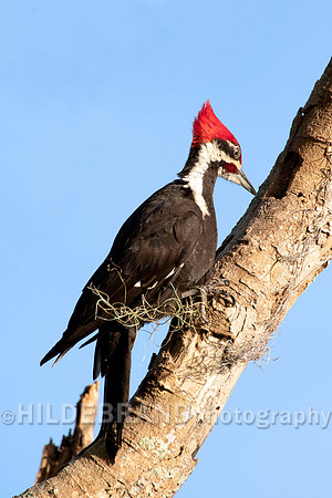 Pileated Woodpecker