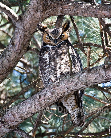 Great Horned Owl