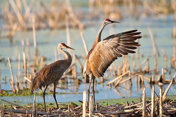 Sandhill Crane