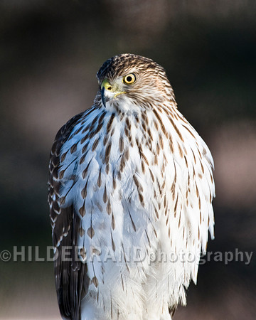 Cooper's Hawk