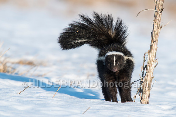 Skunk