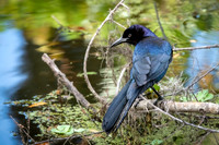 Boat-tailed Grackle