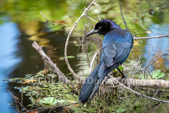 Boat-tailed Grackle