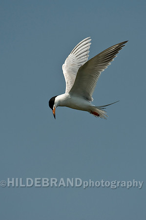 Common Tern