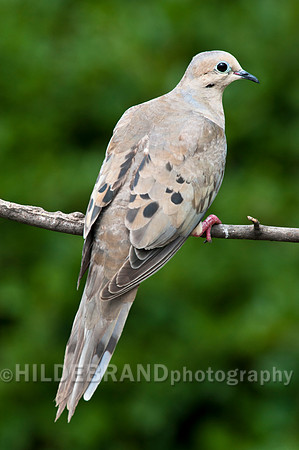 Mourning Dove
