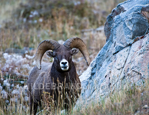 Bighorn Sheep