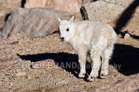 Mountain Goat