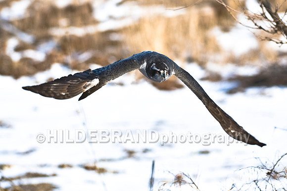 Goshawk in Flight