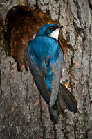 Swallow-Like Birds