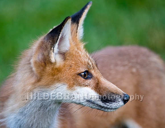 Neighborhood Red Fox