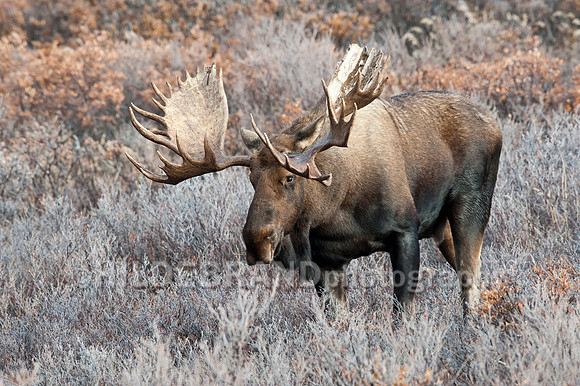 Moose