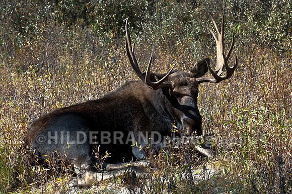 Bull Moose