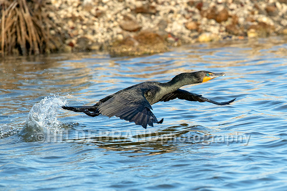 Anhinga