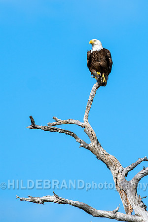 Bald Eagle