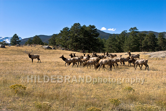 Elk Herd