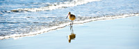 Marbled Godwit