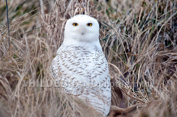 Snowy Owl