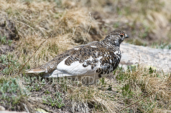 White-tailed Ptarmigan