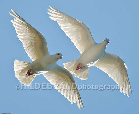 White Doves