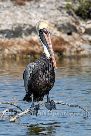 Brown Pelican