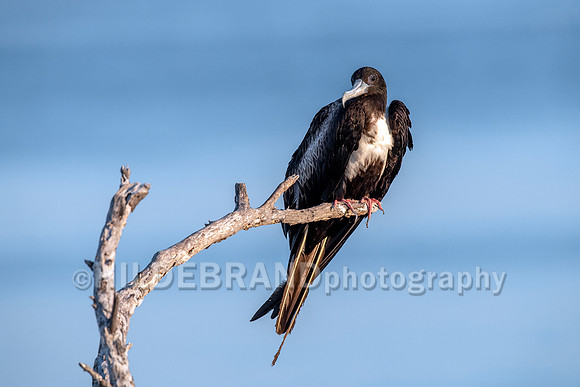 Magnificent Frigatebird