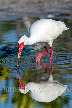 White Ibis